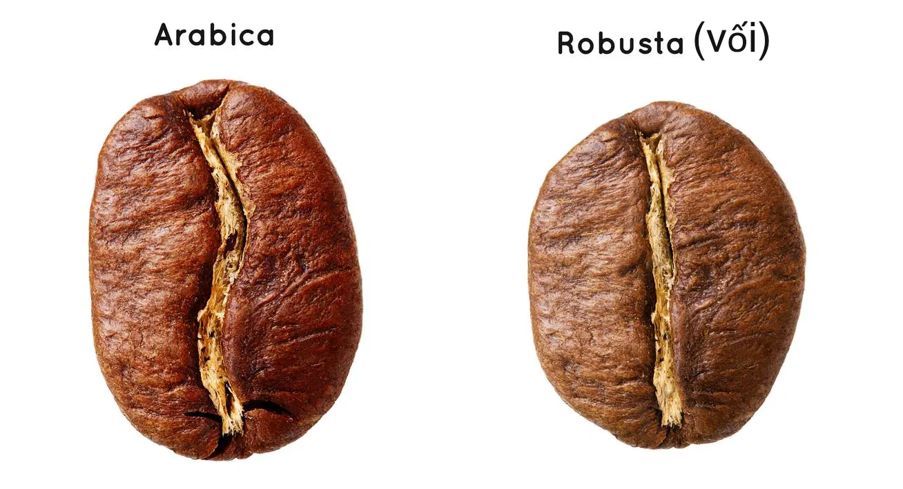 cà phê vối là cà phê robusta