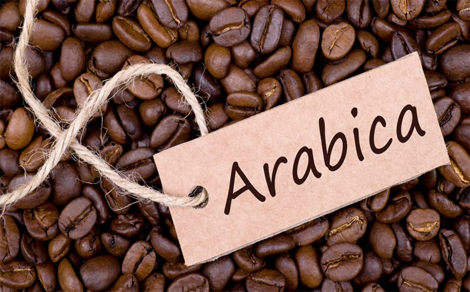 hạt cà phê chè hay còn gọi là cà phê Arabica